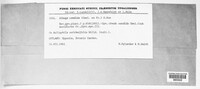 Albugo candida image